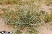 Bachir Merdi's Photo