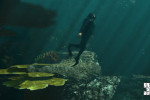 official screenshot exploring the bottom of the seas