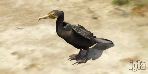 GTA 5 Cormorants