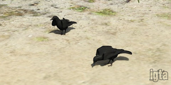GTA 5 Crows