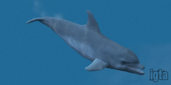 GTA 5 Dolphins