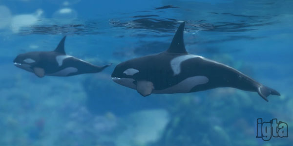 GTA 5 Killer Whales