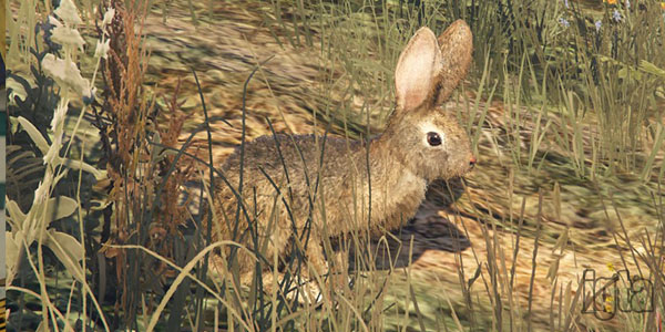 GTA 5 Rabbits