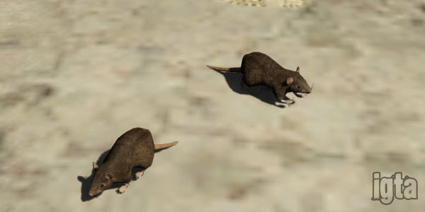 GTA 5 Rats