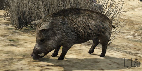 GTA 5 Wild Boars