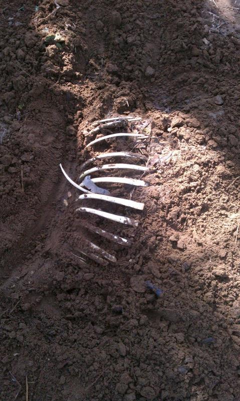 post-1954-0-08050300-1331328800_thumb.jp