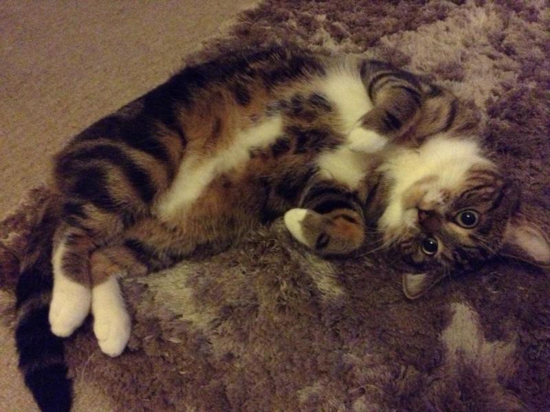 post-43676-0-06145300-1402066499_thumb.j