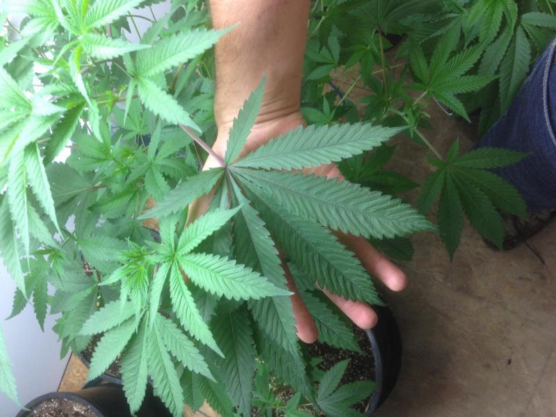 post-2310-0-20909300-1437276191_thumb.jp