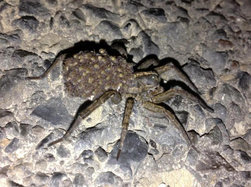 post-27838-0-25521100-1378964809_thumb.j