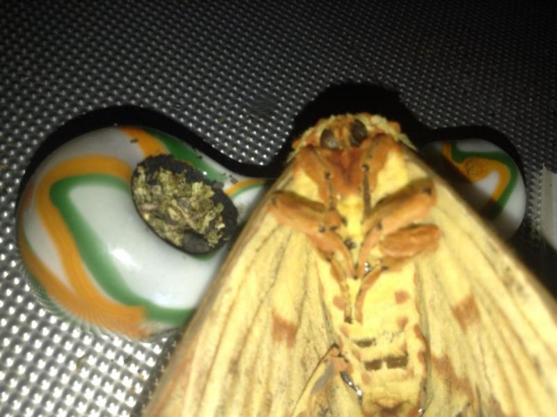 post-27838-0-44694800-1378965608_thumb.j