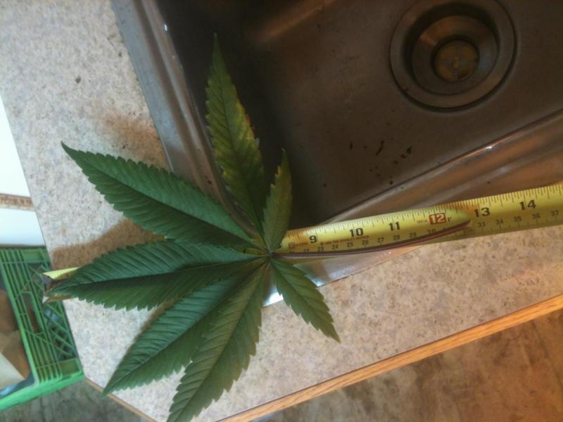 post-2310-0-76997300-1415674745_thumb.jp