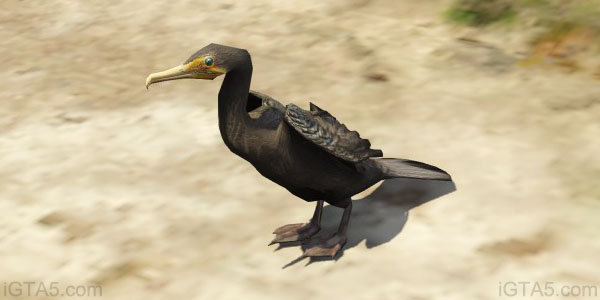 GTA 5 Cormorants