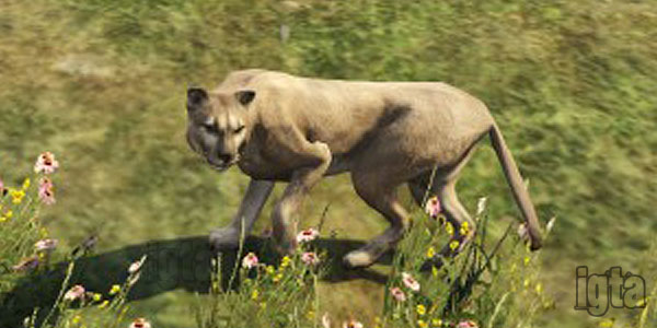 GTA 5 Cougars