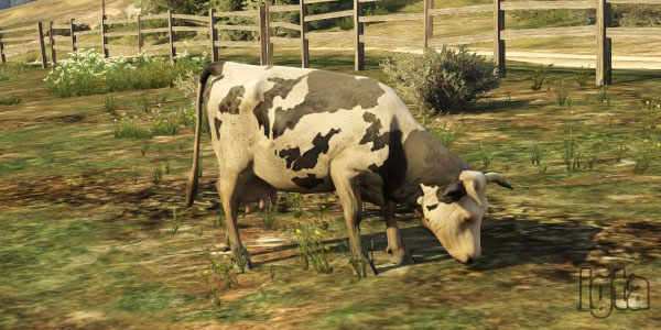 GTA 5 Cows