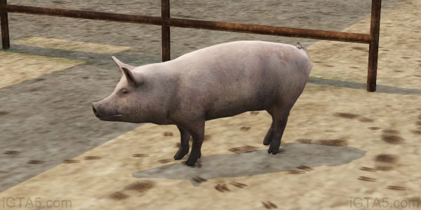 GTA 5 Pigs