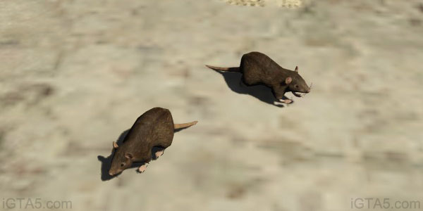 GTA 5 Rats