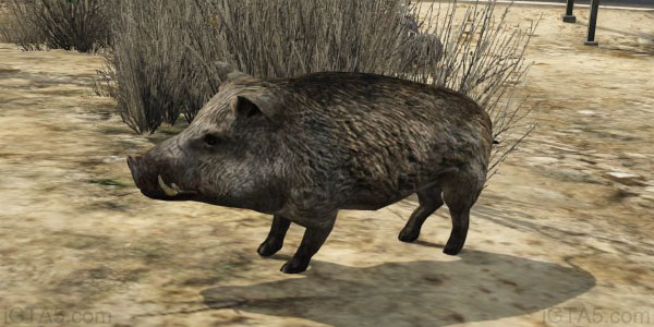 GTA 5 Wild Boars